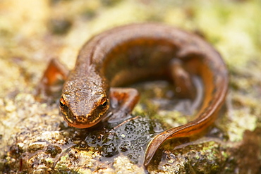 Palmate Newt (Triturus helvetica) full length shot, Newt perched on rock in rain Argyll Scotland, UK