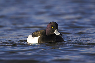 Tufted Duck (Aythya fuligula) portrait of male in blue water of canal in early morning sunlight.  Scotland