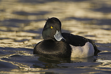 Tufted Duck (Aythya fuligula) portrait of male side on in a golden reflection on the water. The reflection is from early morning golden light bouncing of buildings surrounding the canal  , Scotland