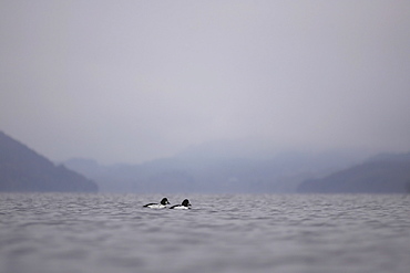 Goldeneye Duck (Bucephala clangula), drakes swimming with hills in background. Argyll, Scotland, UK