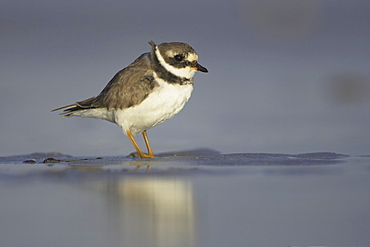 Ringed Plover (Charadrius hiaticula) pausing briefly in shallow water on a sandy beach while foraging for grubs in the sand. Gott bay, Argyll, Scotland, UK