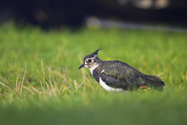 Lapwing (Vanellus vanelllus) walking on grass searching for food. Scarinish, Argyll,, Scotland, UK