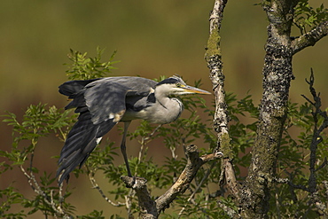 Grey Heron (Ardea cinerea) perched in a tree stretching legs and wings. Herons occasionaly roost or perch in trees. This one was perched while having a preen and stayed there for atleast 3 hours..  Argyll, Scotland