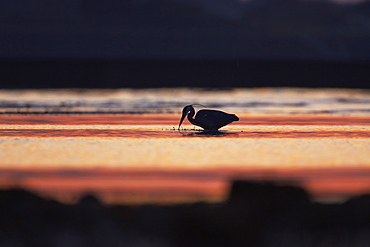 Grey Heron (Ardea cinerea), silhouetted against early morning sunlight. , Angus, Scotland, UK