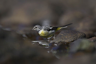 Grey Wagtail (Motacilla cinerea) with some juvenille plumage walking through water. Wagtails search for food along the shores of the loch in amongst the rocks, sometimes pausing to asses the situation..  Argyll, Scotland