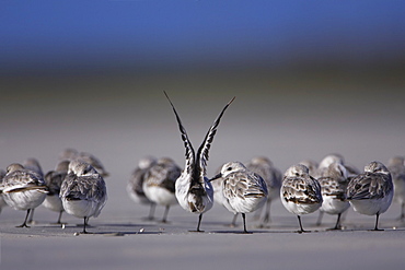 Sanderling (Calidris alba) group resting and sleeping, head tucked in to feathers for warmth and one leg lifted, one waking and another stretching wings. Gott bay, Argyll,, Scotland, UK