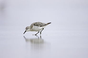 Sanderling (Calidris alba) sprinting across a shallow film of water on sandy beach, with a reflection of itself below. Soroby, Argyll,, Scotland, UK