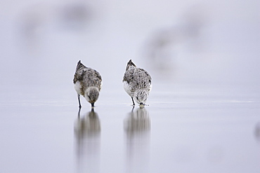 Sanderling (Calidris alba) with beak in sand, drilling down for grubs as it races along the beach on a film of water creating a reflection.   Soroby, Argyll,, Scotland, UK   (rr)