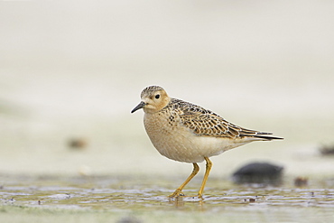 Knot (Calidris canutus) . Soroby, Argyll,, Scotland, UK