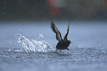 Black Guillemot (Cepphus grylle) taking off  in the middle of Oban Bay with boats in the background, in the rain.  Black Guillemots nest in drains and holes in the sea wall in the middle of Oban town centre. Argyll Scotland, UK