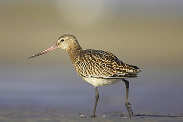 Bar-Tailed Godwit (Limosa lapponica) walking while foraging for food on beach, back foot up. Gott Bay, Argyll, Scotland, UK