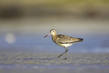 Bar-Tailed Godwit (Limosa lapponica) walking while foraging for food on beach, foot up. Gott Bay, Argyll,, Scotland, UK