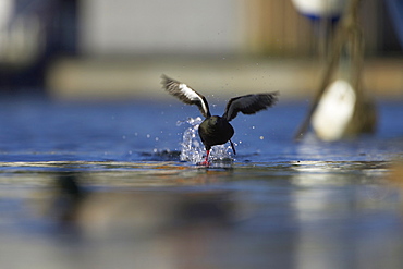 Black Guillemot (Cepphus grylle) taking off  in the middle of Oban Bay with boats in the background.  Black Guillemots nest in drains and holes in the sea wall in the middle of Oban town centre. Argyll Scotland, UK