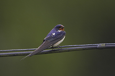 Swallow (Hirundo rustica) preening on power lines and cables. Swallows often perch on power lines and telephone cables, calling, resting and preening..  Argyll, Scotland