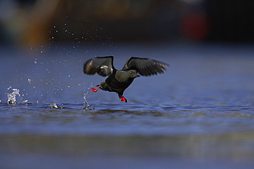 Black Guillemot (Cepphus grylle) taking off  in the middle of Oban Bay with boats in the background.  Black Guillemots nest in drains and holes in the sea wall in the middle of Oban town centre. Argyll Scotland, UK (RR)