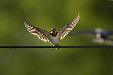 Swallow (Hirundo rustica) feeding young. Loch Awe, Argyll, Scotland, UK