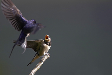 Swallow (Hirundo rustica) feeding young. Loch Awe, Argyll, Scotland, UK