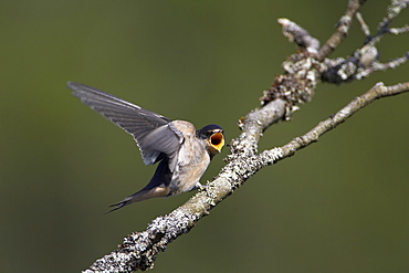 Swallow (Hirundo rustica) juvenile begging for food. Loch Awe, Argyll, Scotland, UK