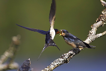 Swallow (Hirundo rustica) feeding young. Loch Awe, Argyll, Scotland, UK