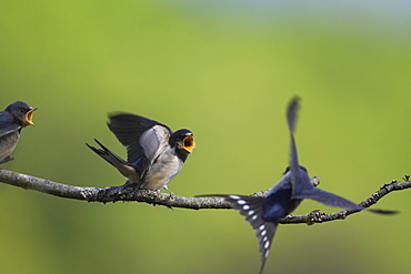 Swallow (Hirundo rustica) feeding young. Loch Awe, Argyll, Scotland, UK