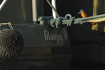 Kingfisher (Alcedo atthis) on rope looking into water next to boat with name Glasgow visible. Picture taken in Maryhill on the canal overlooking the city. Kingfishers perch on anything overlooking the water looking for fish to hunt..  , Scotland