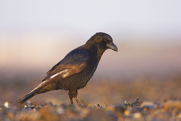 Carrion Crow (Corvus corone corone) portrait on beach while foraging. Angus, Scotland, UK