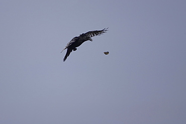 Carrion Crow (Corvus corone corone) in flight dropping Mussel (Mytilus edulis) onto ground to break it up and to feed. Angus, Scotland, UK