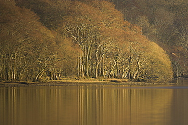 Loch Awe late autumn with reflections of trees in water.  Argyll, Scotland