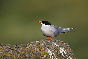 Arctic Tern (Sterna paradisaea) perched on rock. Ganavan, Oban, Scotland, UK