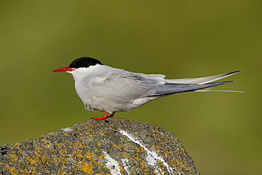 Arctic Tern (Sterna paradisaea) perched on rock. Ganavan, Oban, Scotland, UK