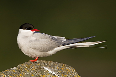 Arctic Tern (Sterna paradisaea) perched on rock. Ganavan, Oban, Scotland, UK