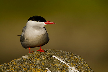 Arctic Tern (Sterna paradisaea) perched on rock. Ganavan, Oban, Scotland, UK