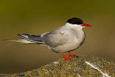 Arctic Tern (Sterna paradisaea) perched on rock. Ganavan, Oban, Scotland, UK