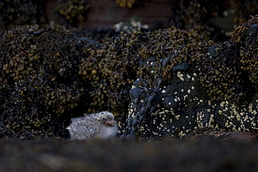 Arctic Tern (Sterna paradisaea) chick perched on rock. Ganavan, Oban, Scotland, UK