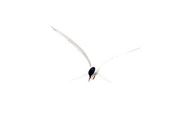 Arctic Tern (Sterna paradisaea) flying. Ganavan, Oban, Scotland, UK