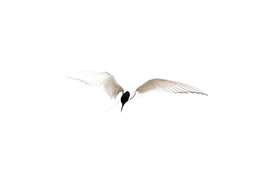 Arctic Tern (Sterna paradisaea) flying. Ganavan, Oban, Scotland, UK