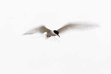 Arctic Tern (Sterna paradisaea) flying. Ganavan, Oban, Scotland, UK