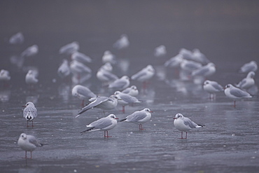 Black-Headed Gull (larus ridibundus) group standing on ice in city park. Glasgow, Hyndland Park, Argyll, Scotland, UK