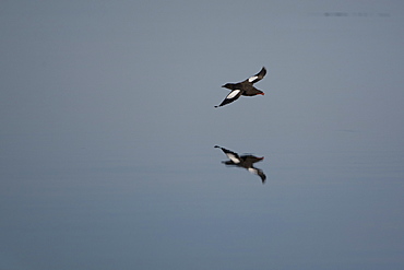 Black Guillemot (Cepphus grylle) flying over water with reflection. Oban Bay, Argyll, Scotland, UK