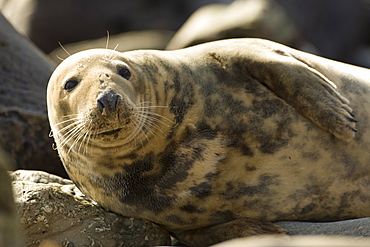 Grey Seal (Halichoerus grypus), female half body picture, lying on rocks looking up. Mull of Kintyre near Campbeltown, Argyll, Scotland, UK