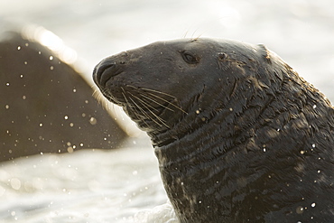 Grey Seal (Halichoerus grypus) close up of bull head. Mull of Kintyre near Campbeltown, Argyll, Scotland, UK