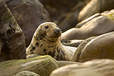 Grey Seal (Halichoerus grypus), female half body picture, lying on rocks looking up. Mull of Kintyre near Campbeltown, Argyll, Scotland, UK