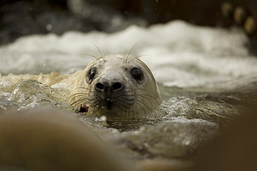 Grey Seal (Halichoerus grypus) pup playing in surf. Mull of Kintyre near Campbeltown, Argyll, Scotland, UK