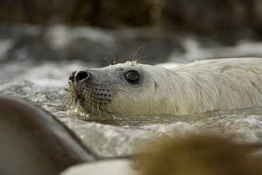 Grey Seal (Halichoerus grypus) pup playing in surf. Mull of Kintyre near Campbeltown, Argyll, Scotland, UK