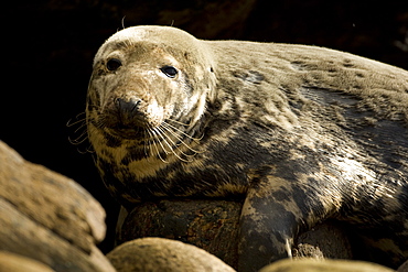 Grey Seal (Halichoerus grypus) head and body picture of female with dry fur.. Mull of Kintyre near Campbeltown, Argyll, Scotland, UK