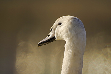 Mute Swan (Cygnus olor) juvenile head shot. Mary Hill Canal, Argyll, Scotland, UK