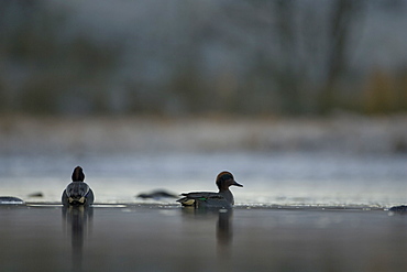 Teal Duck (Anas crecca), congregating on Loch in the early morning with trees and meadow in background. Kilchrenan, on Loch Awe, Argyll, Scotland, UK