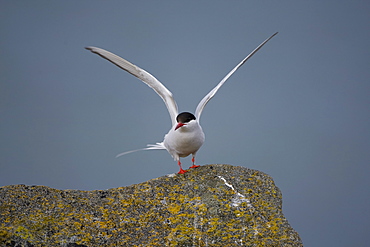 Arctic Tern (Sterna paradisaea) perched on rock flapping wings. Ganavan, Oban, Scotland, UK