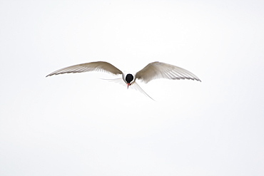 Arctic Tern (Sterna paradisaea) flying. Ganavan, Oban, Scotland, UK