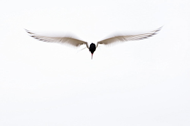 Arctic Tern (Sterna paradisaea) flying. Ganavan, Oban, Scotland, UK